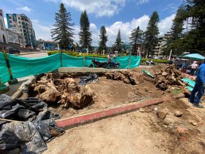 Retiran por completo raíz de araucaria en el parque de Santa Rosa y preparan nueva siembra