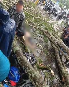 Motociclista fallece tras caída de árbol en la vía Cerritos