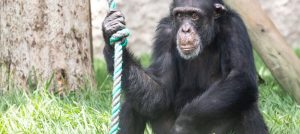 Crece la preocupación en Pereira por la situación actual del chimpancé Yoko en Brasil